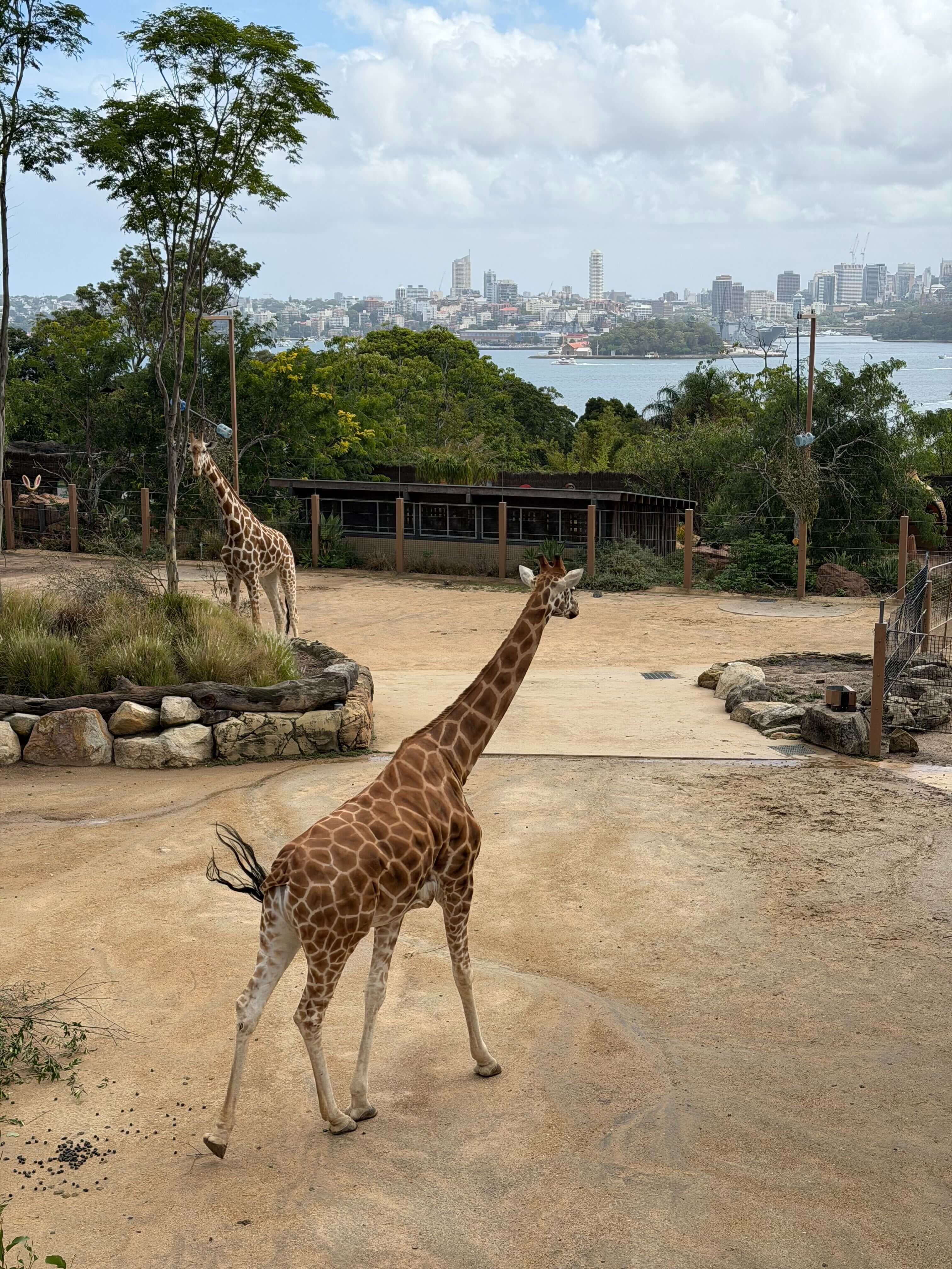 жирафы с видом.jpg