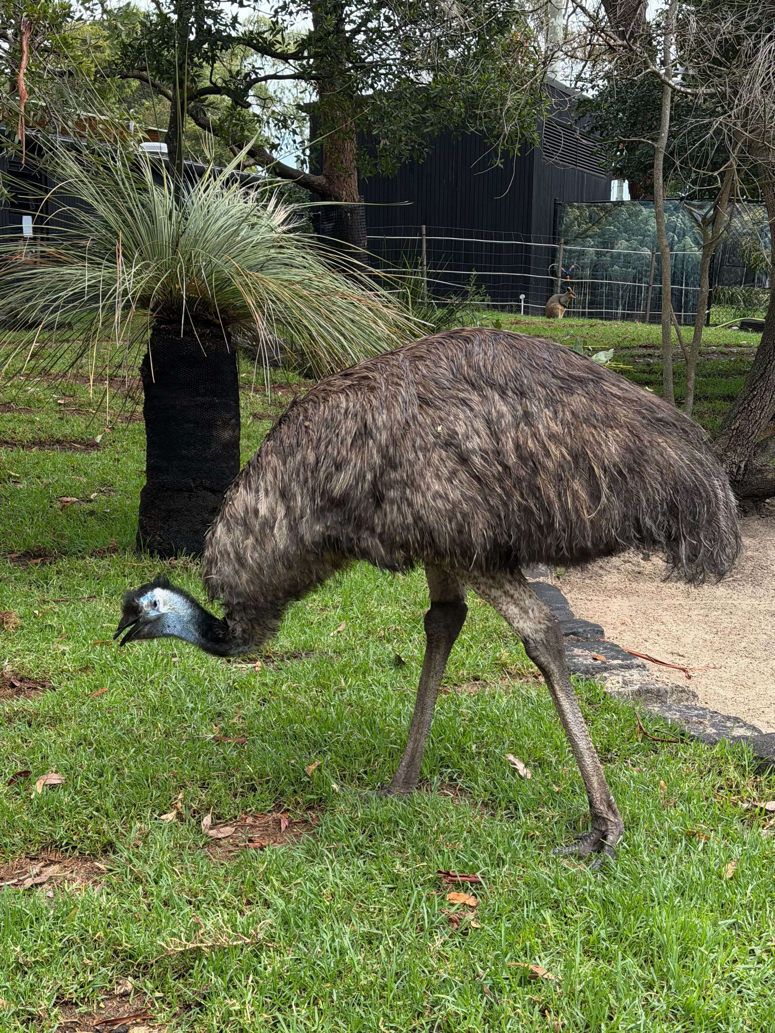 зоопарк эму.jpg