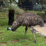 зоопарк эму.jpg