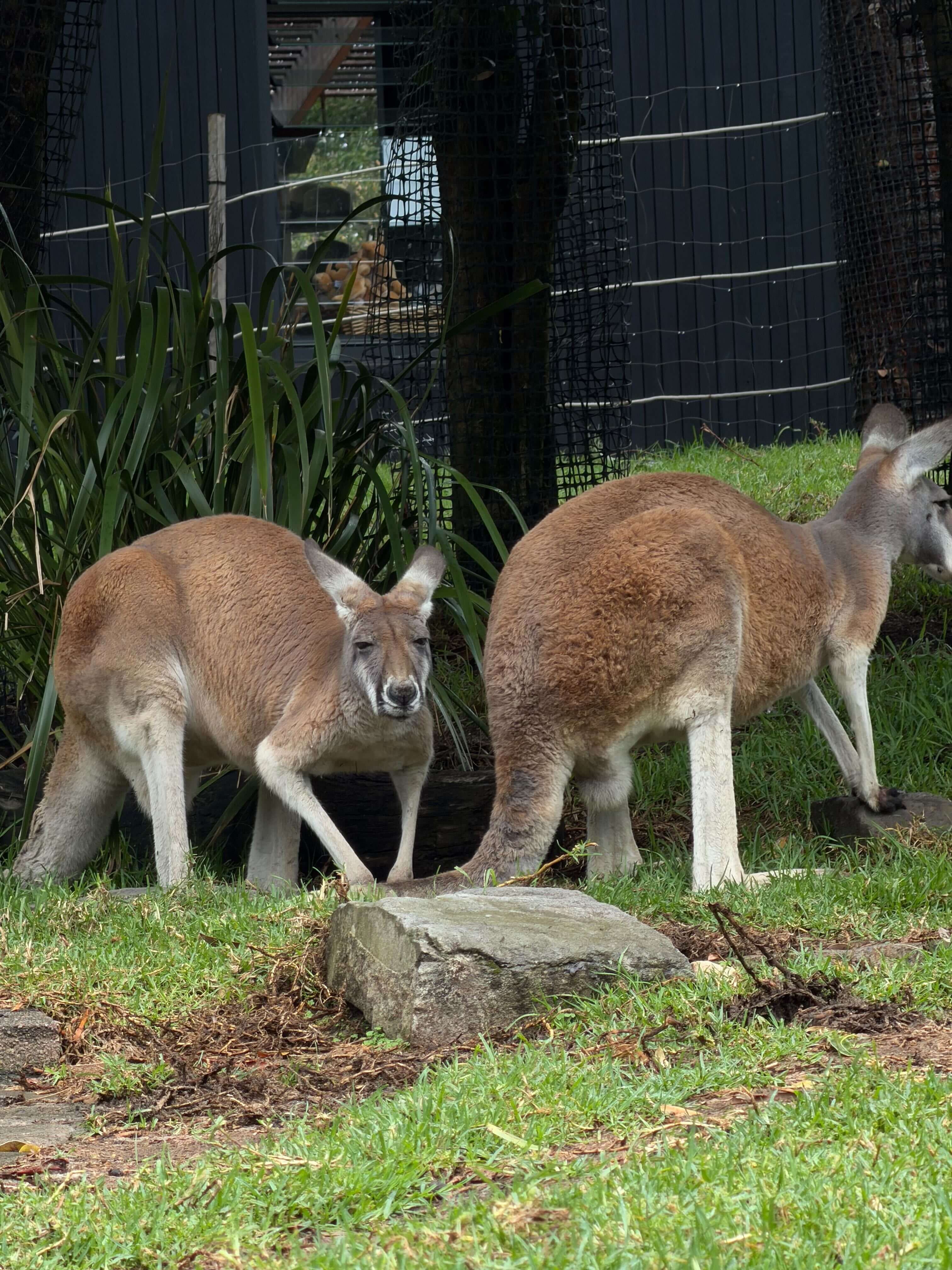 кенгуру в зоо.jpg