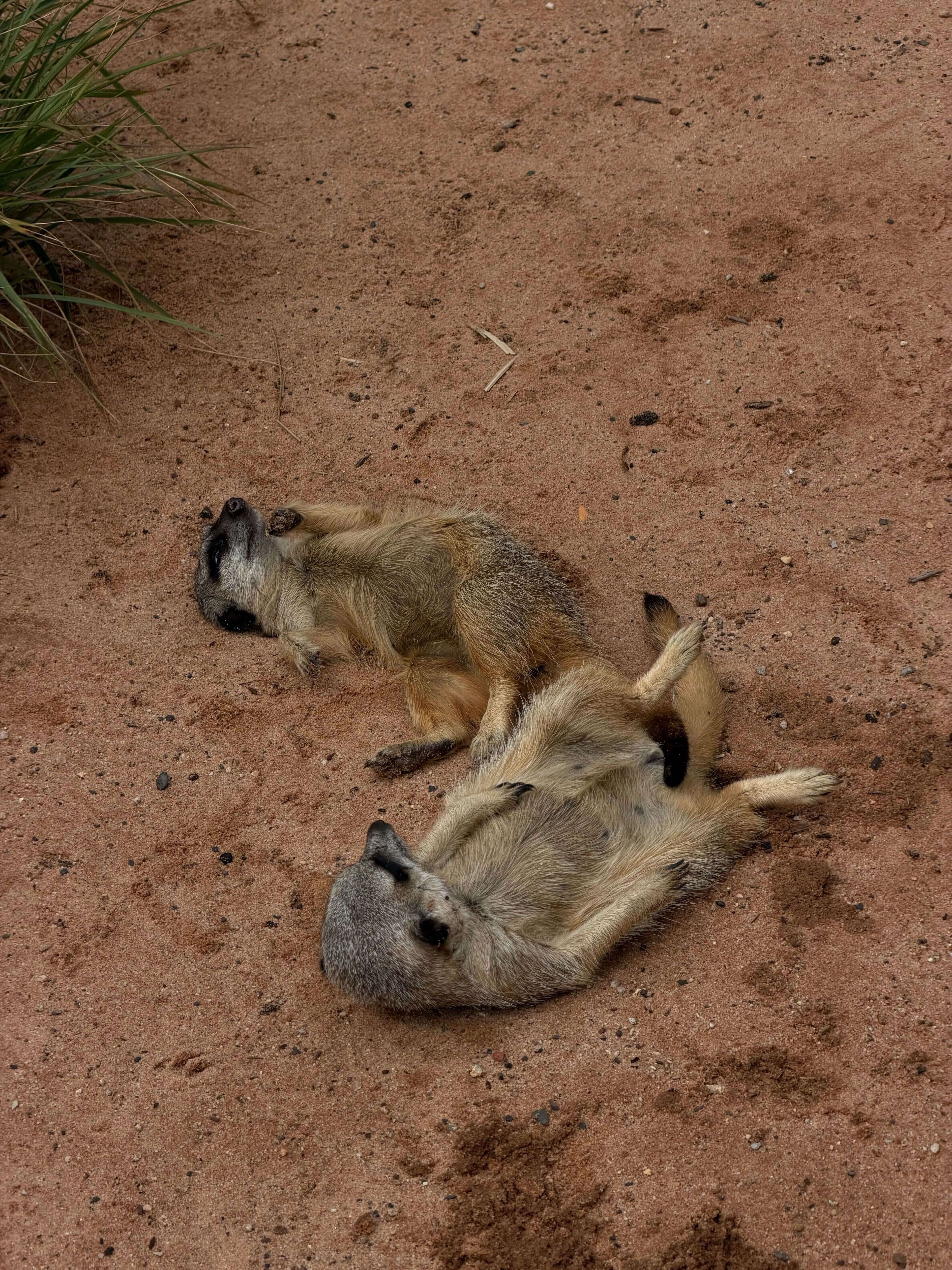 сурикаты в зоо.jpg