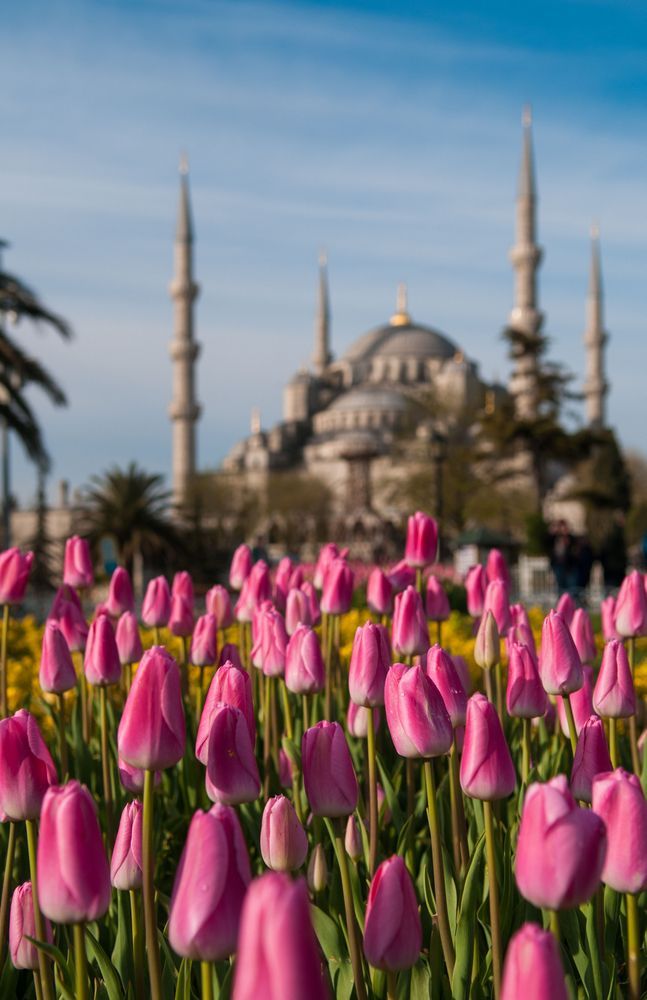 Голубая мечеть в Стамбуле весной