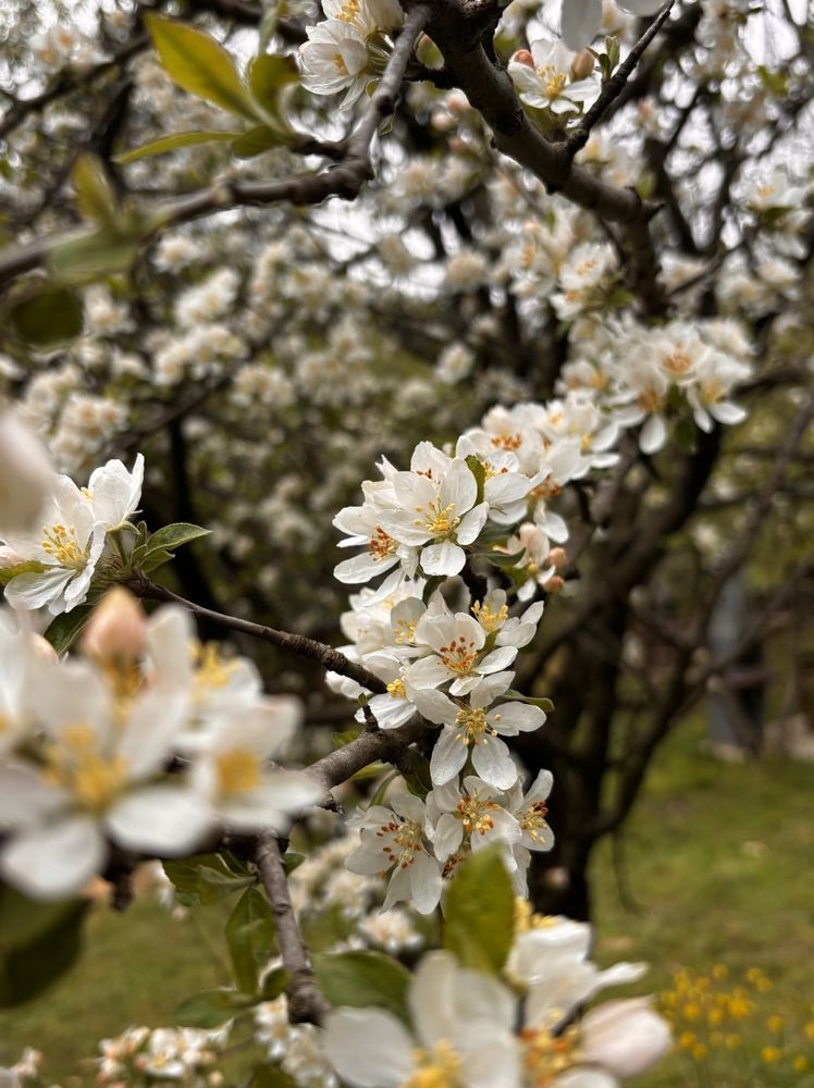 Цветущие деревья весной в Стамбуле