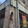 5 - макака в Дели.jpg