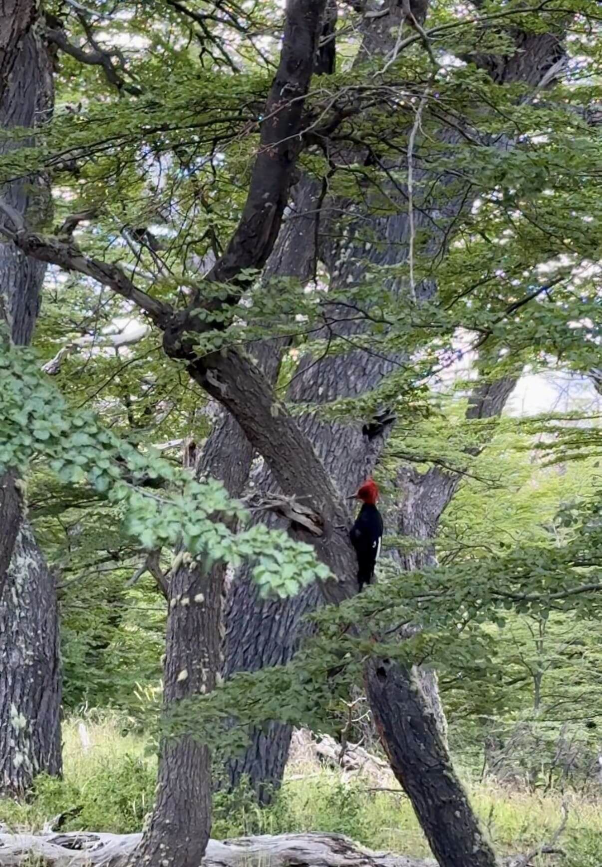 Магелланов дятел Вуди за работой.jpg