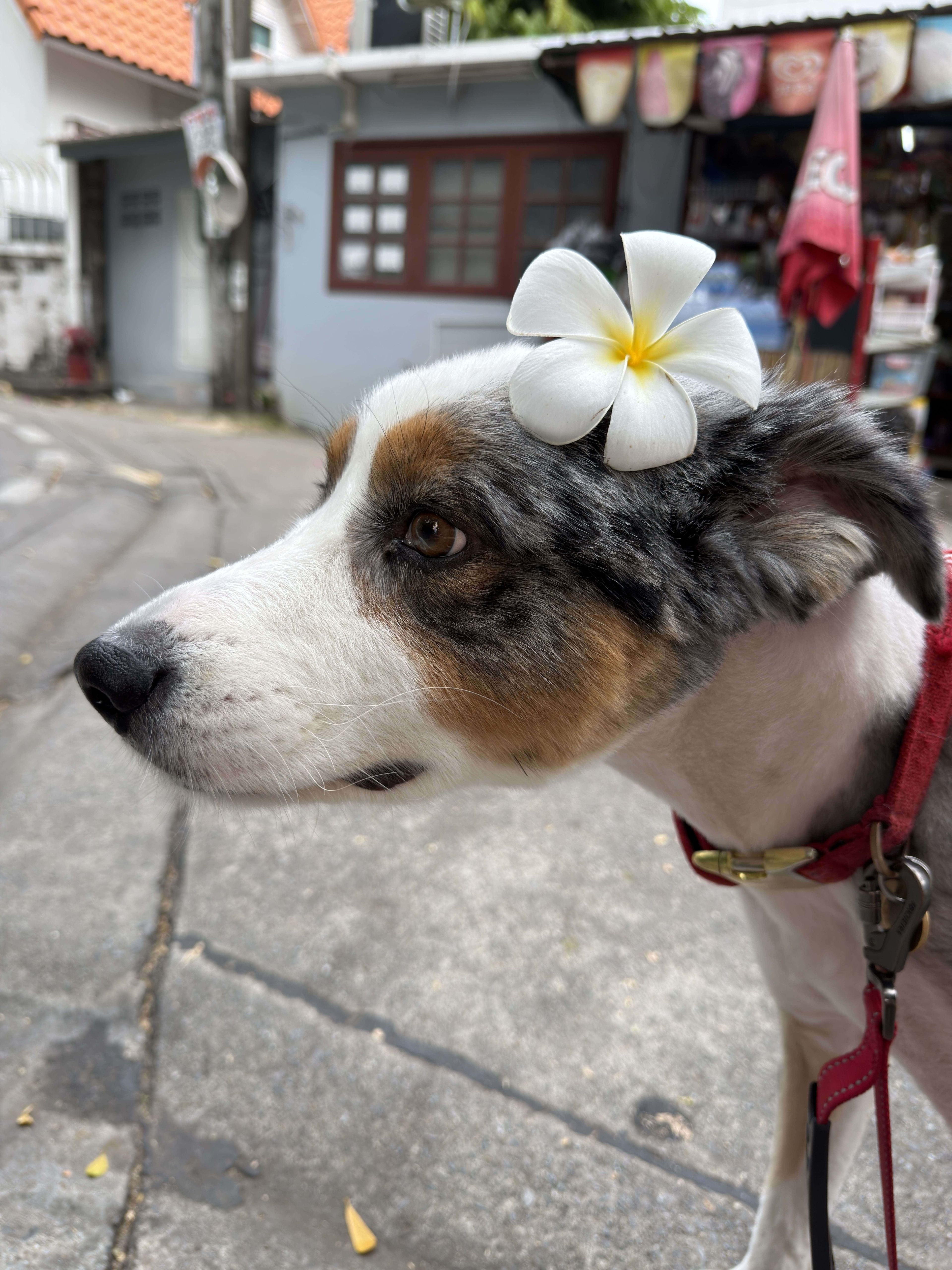 IMG_9226.jpeg