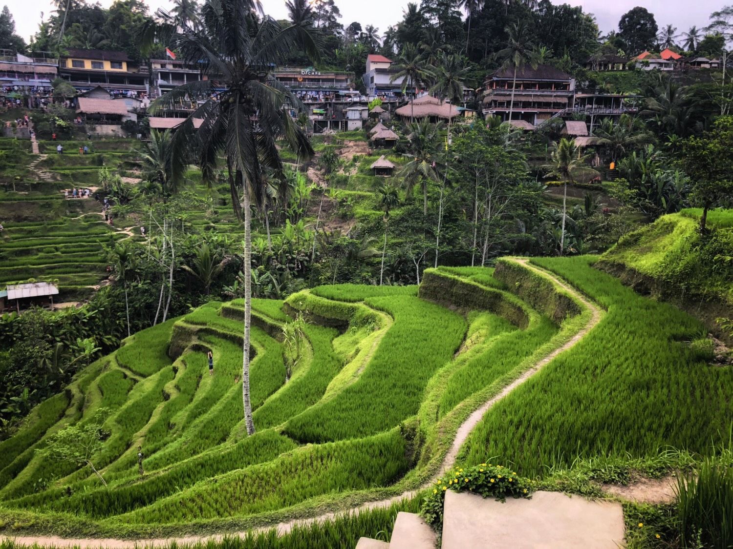Tegallalang Rice Terrace.jpeg