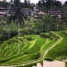 Tegallalang Rice Terrace.jpeg