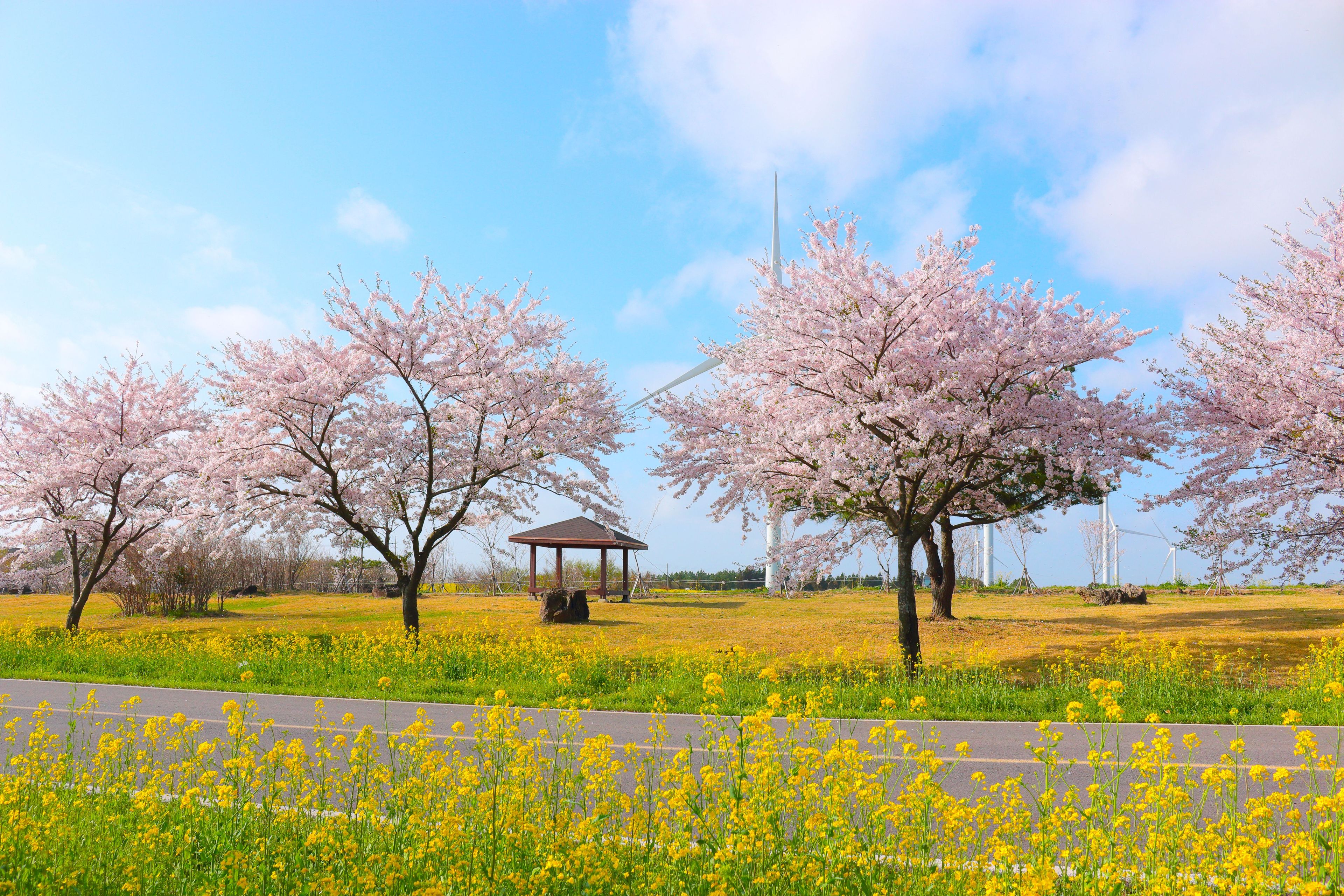 Весна на Чеджу