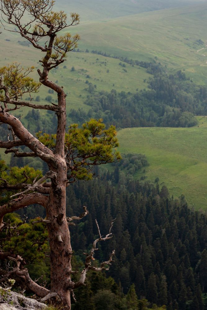 Плато Лаго-Наки в Адыгее, Россия