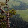 Плато Лаго-Наки в Адыгее, Россия