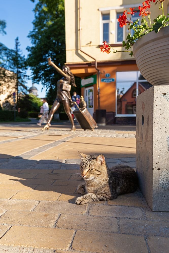 Кот в Зеленоградске