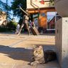 Кот в Зеленоградске