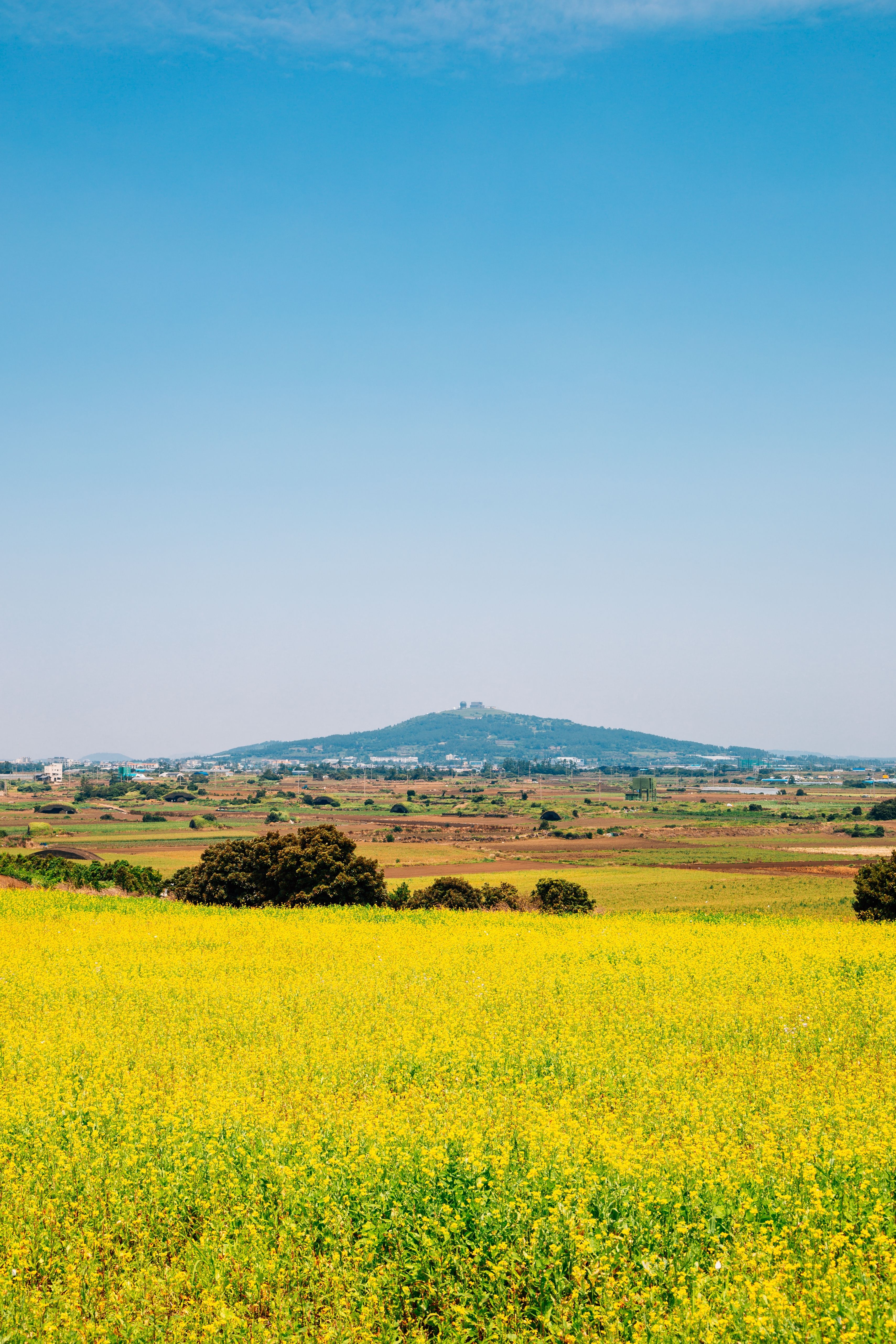 Рапсовое поле на острове Чеджу в Южной Корее