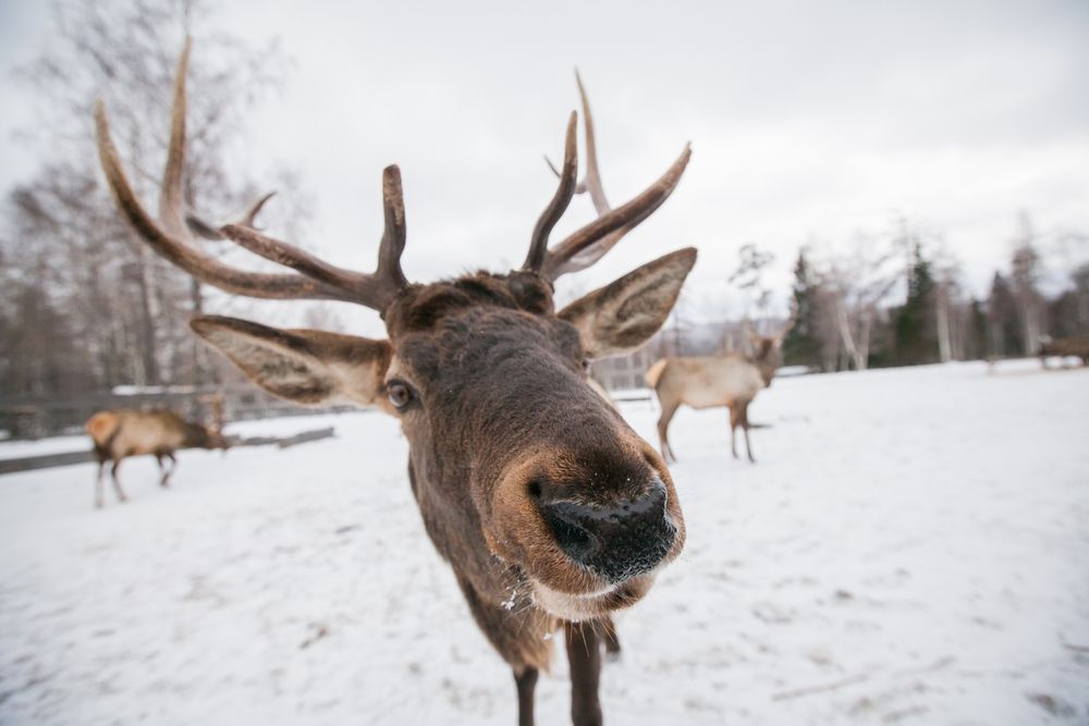 Олень зимой