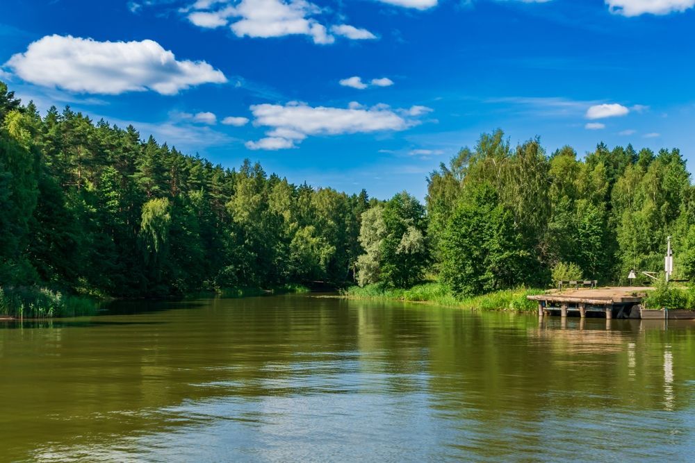 Река и лес