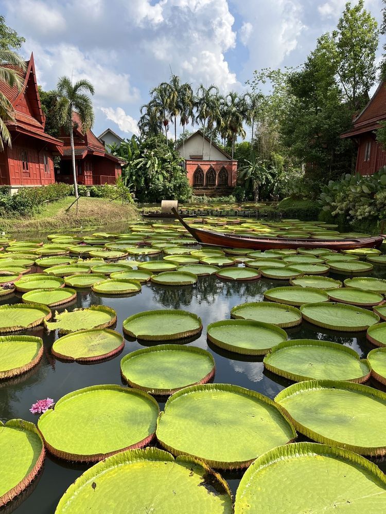 Кафе с кувшинками на Пхукете