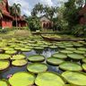 Кафе с кувшинками на Пхукете