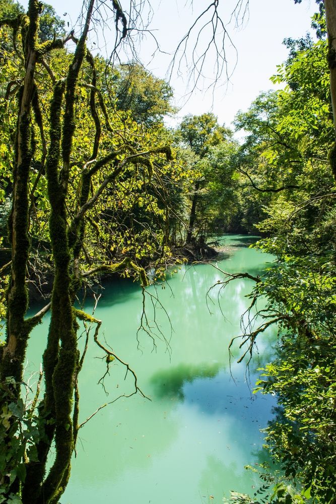 Тисо-самшитовая роща в Сочи