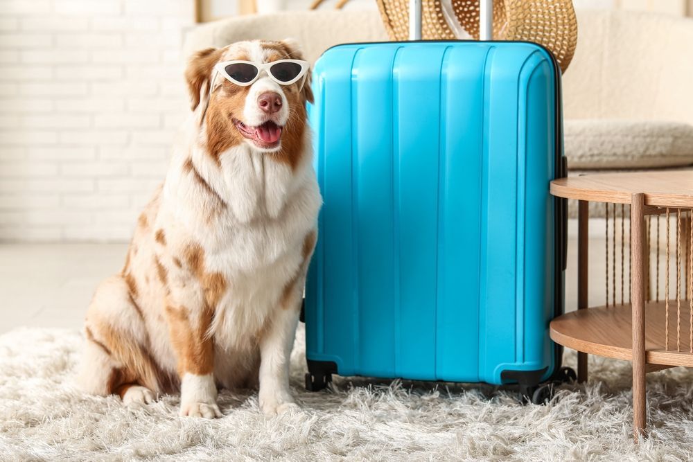 Зов предков: 9 мест для путешествия на родину вашей собаки