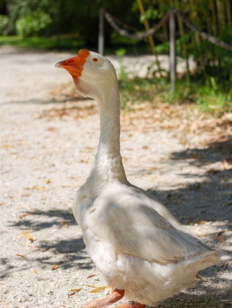 Гусь в парке в Сочи