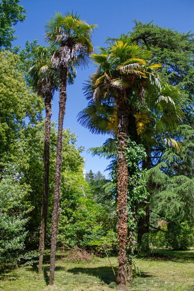 Парк в Сочи