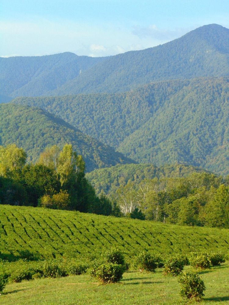 Чайные плантации в Мацесте, Сочи