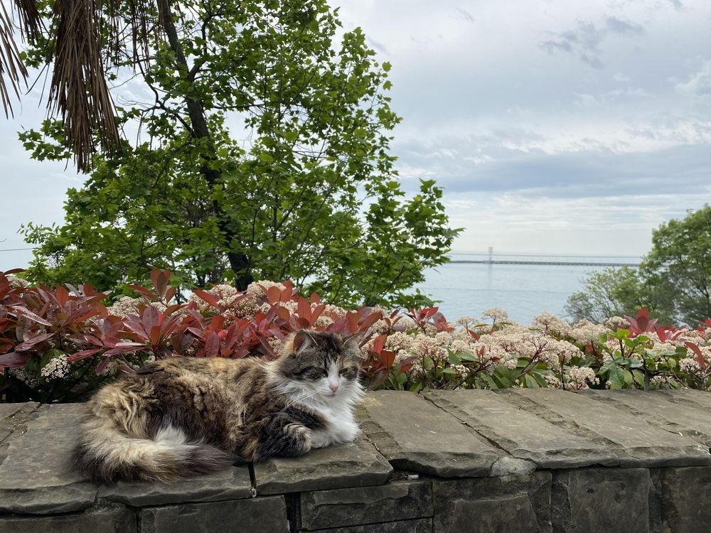 Кот на набережной