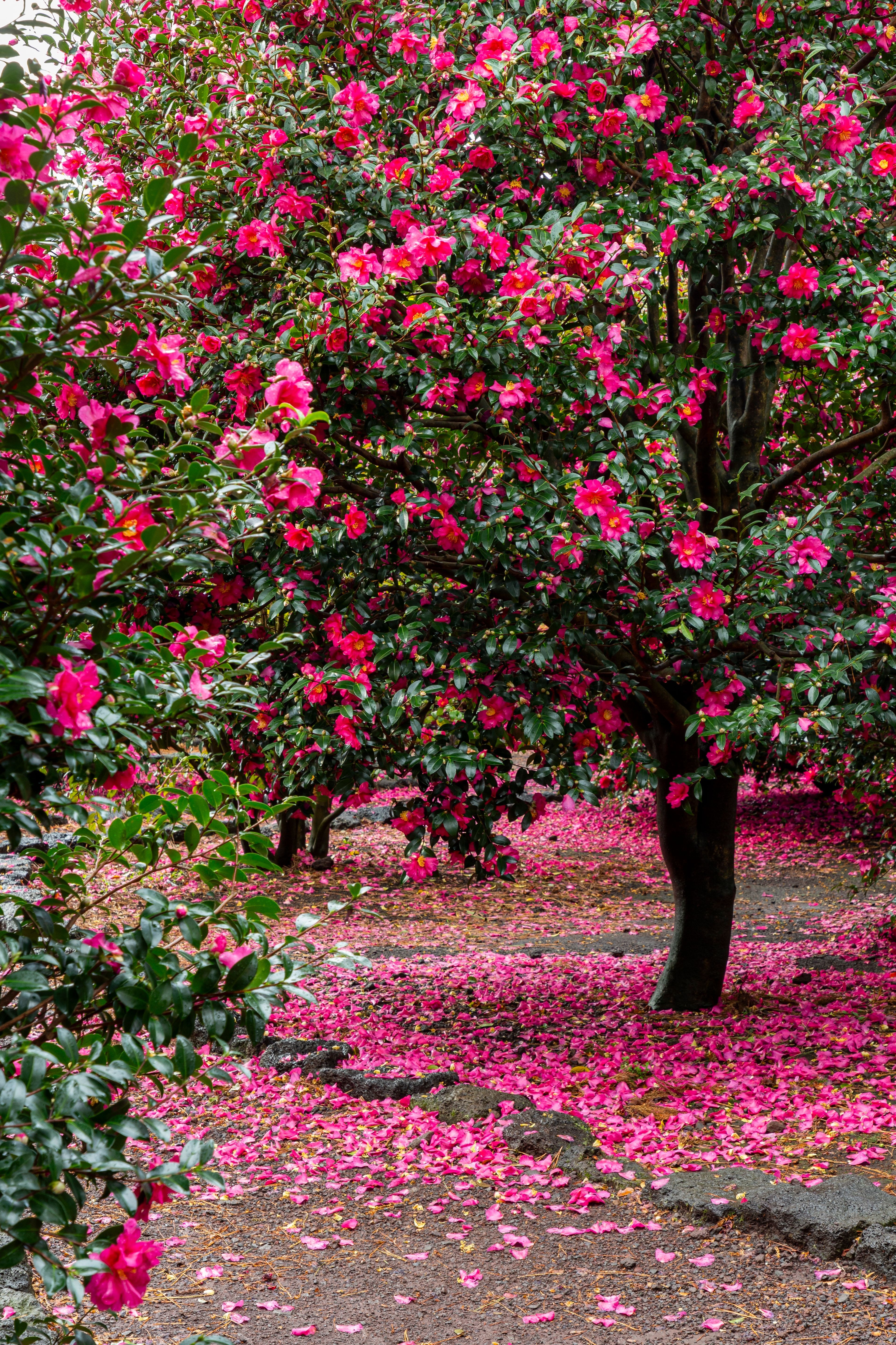 Цветение камелии на острове Чеджу в Южной Корее