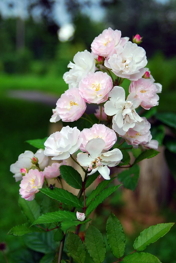 Ботанический сад в Калининграде