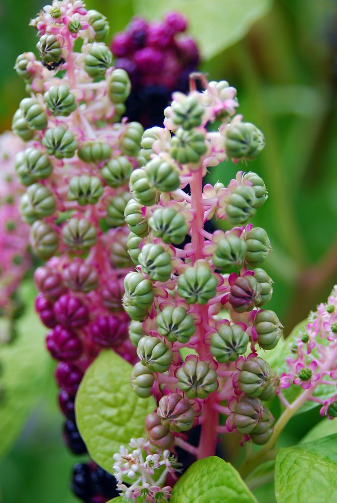 Ботанический сад в Калининграде