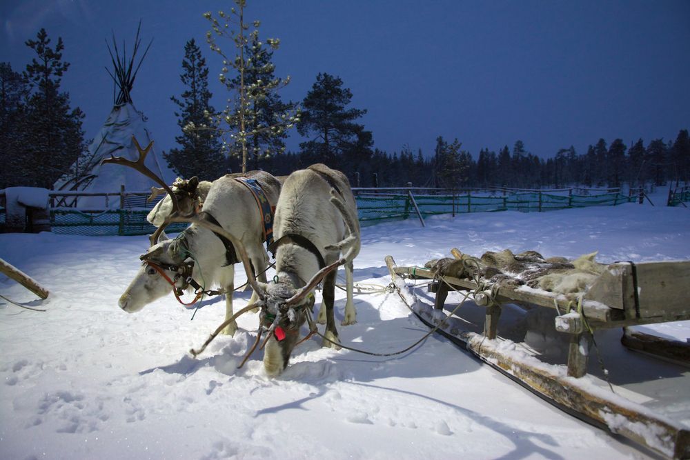 Олени зимой