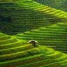 Рисовые террасы во Вьетнаме