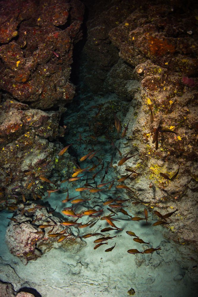 Подводный мир в Египте