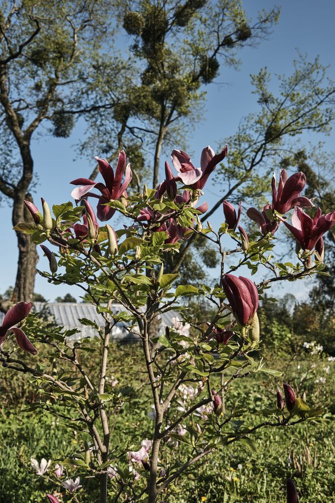Ботанический сад в Калининграде