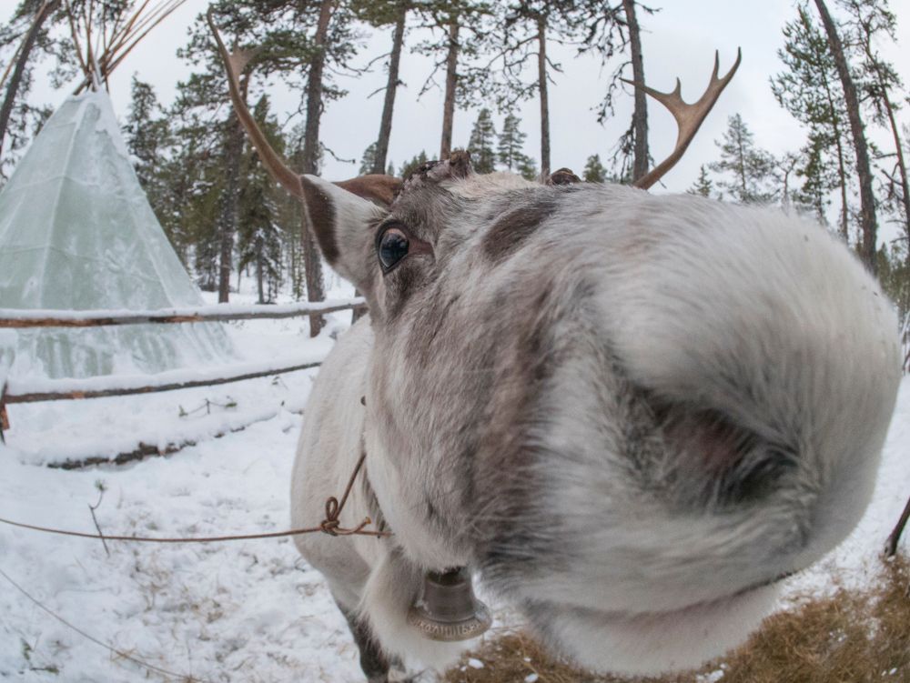 Северный олень