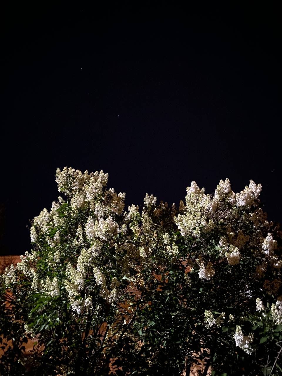 Когда цветёт сирень в Алматы