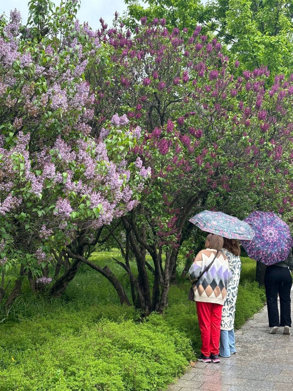 Когда цветёт сирень в Алматы
