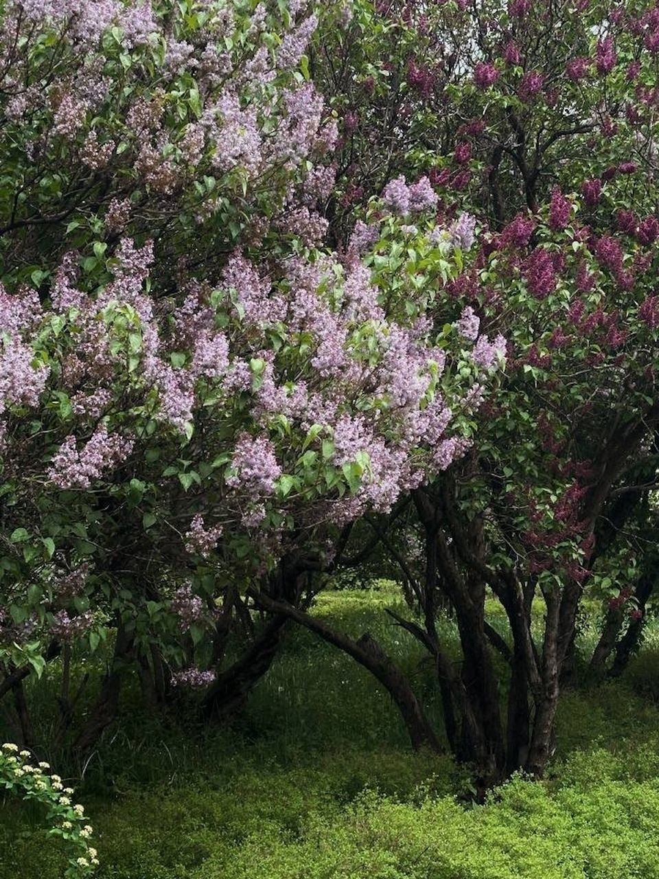 Когда цветёт сирень в Алматы