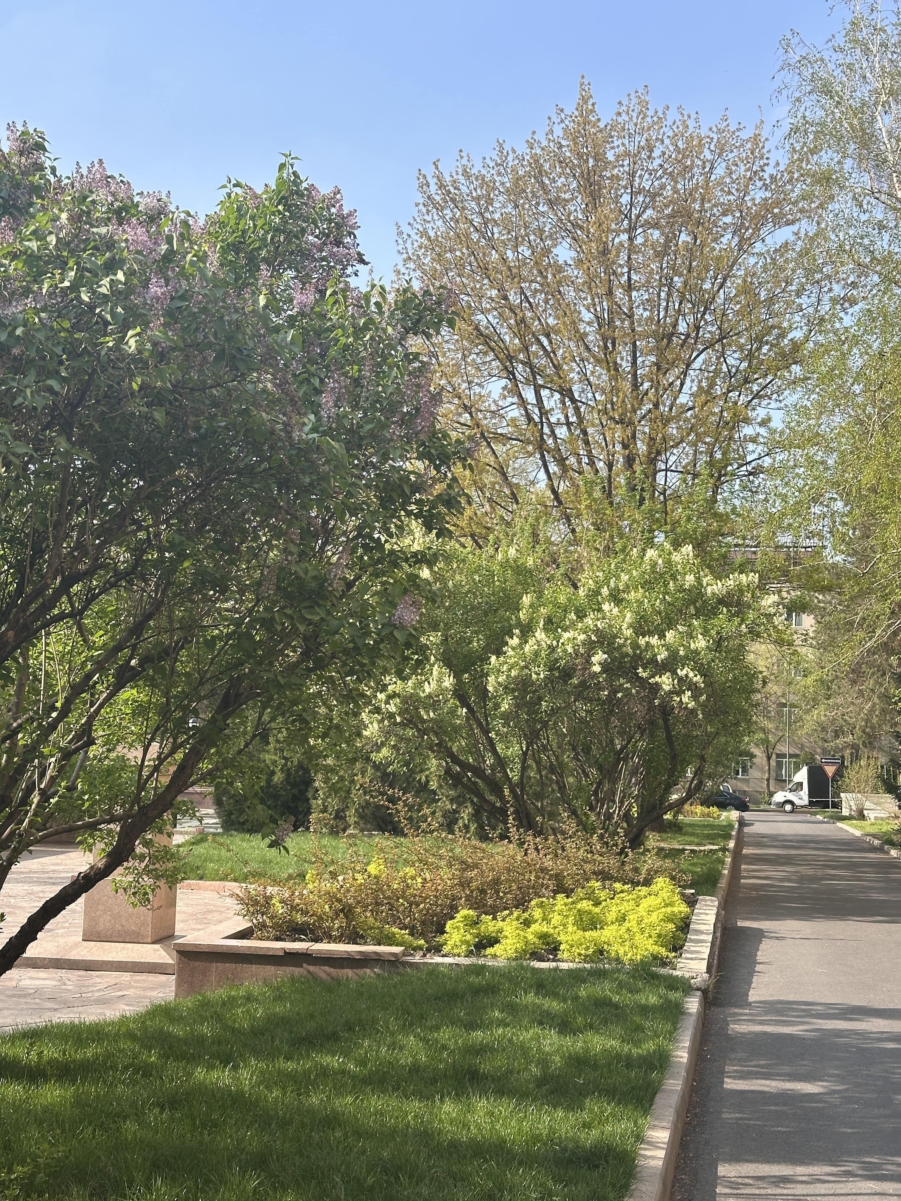 Когда цветёт сирень в Алматы