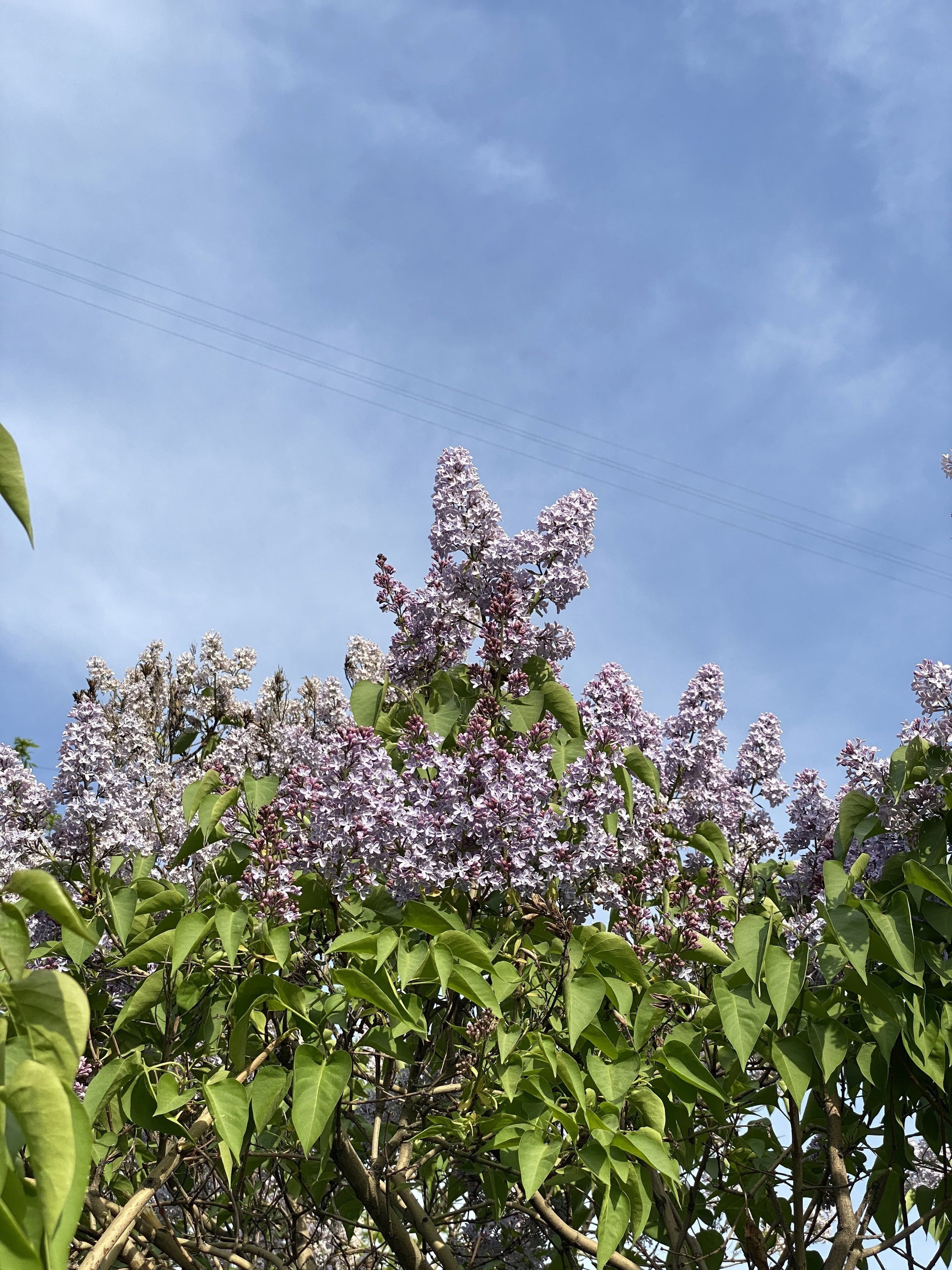 Когда цветёт сирень в Алматы