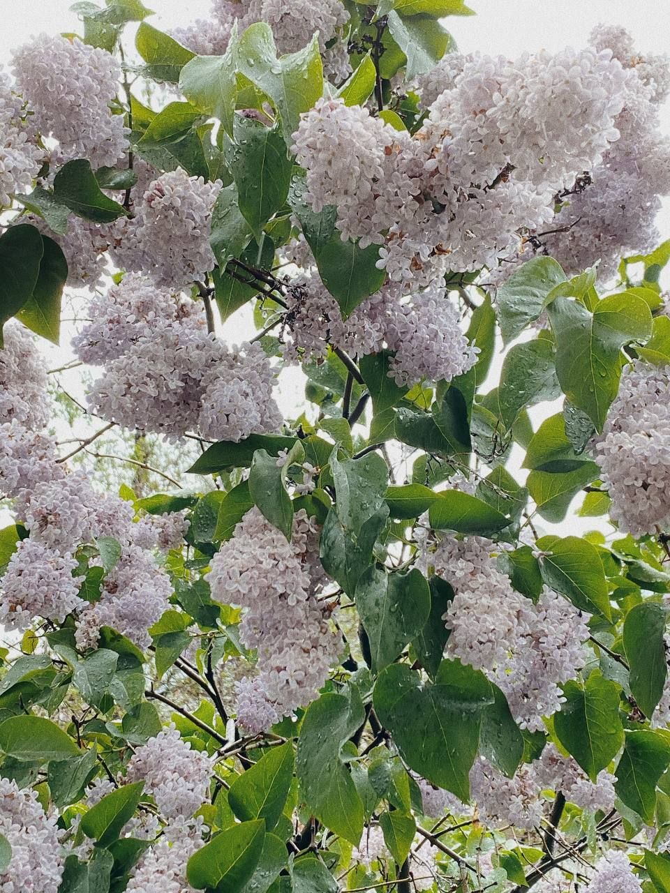 Когда цветёт сирень в Алматы
