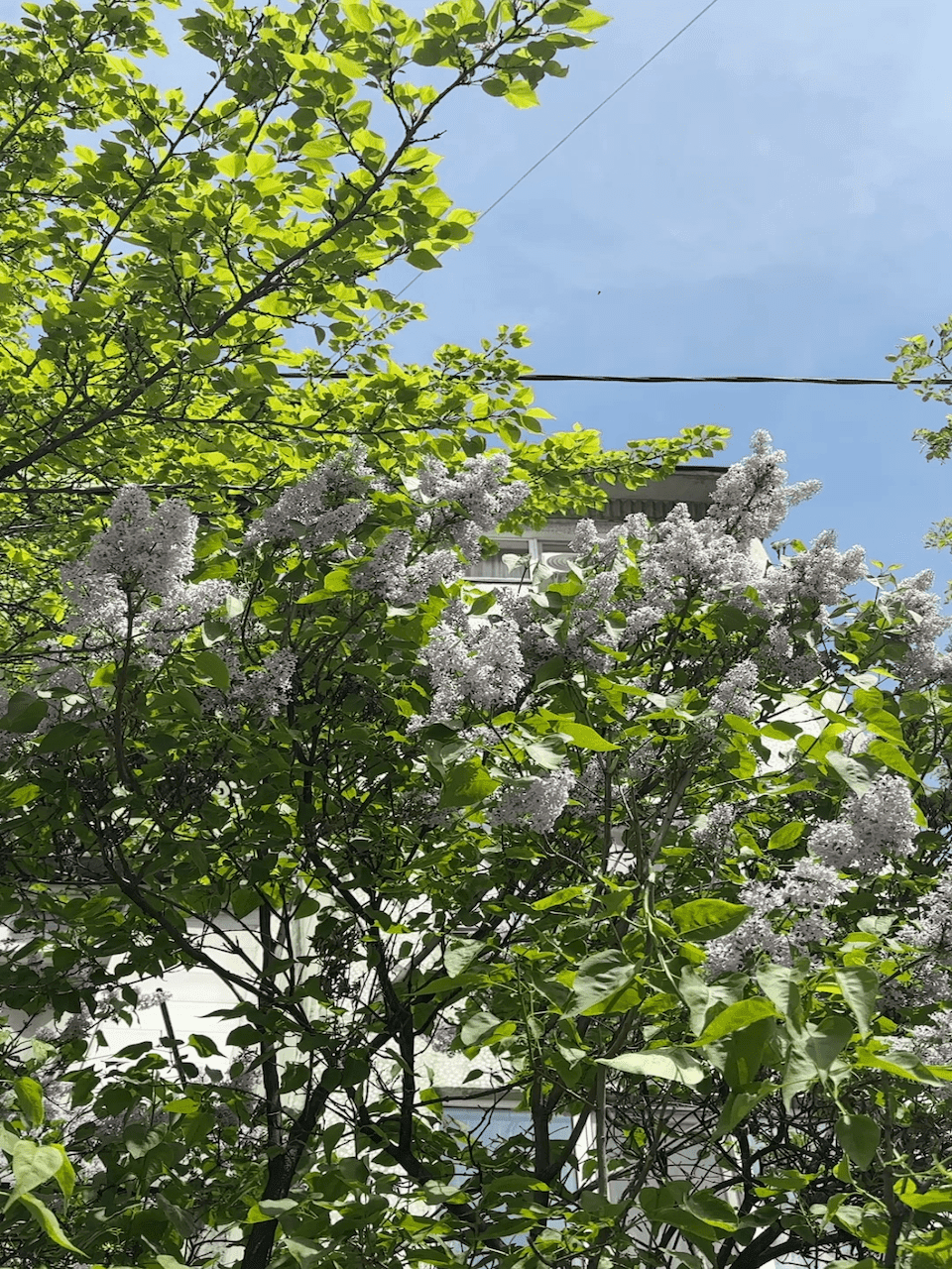 Когда цветёт сирень в Алматы