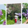 Где любоваться цветущей сиренью в Алматы