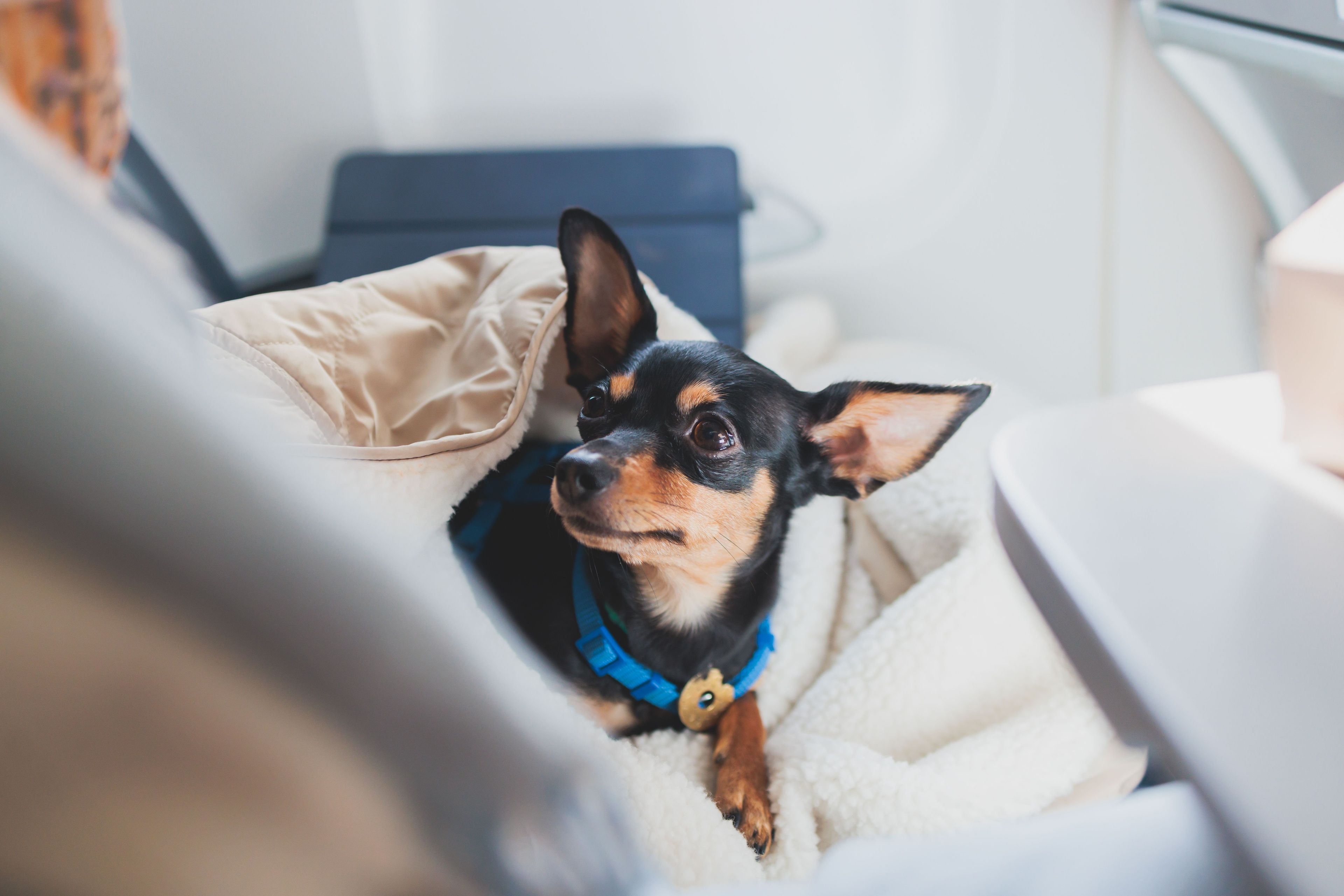 перевозка животных в самолёте