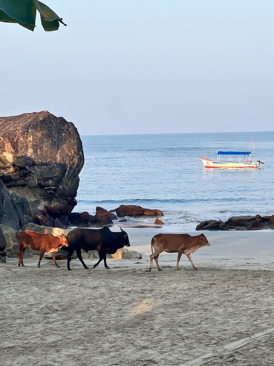 uz Гоа 05 2025 (36).jpg