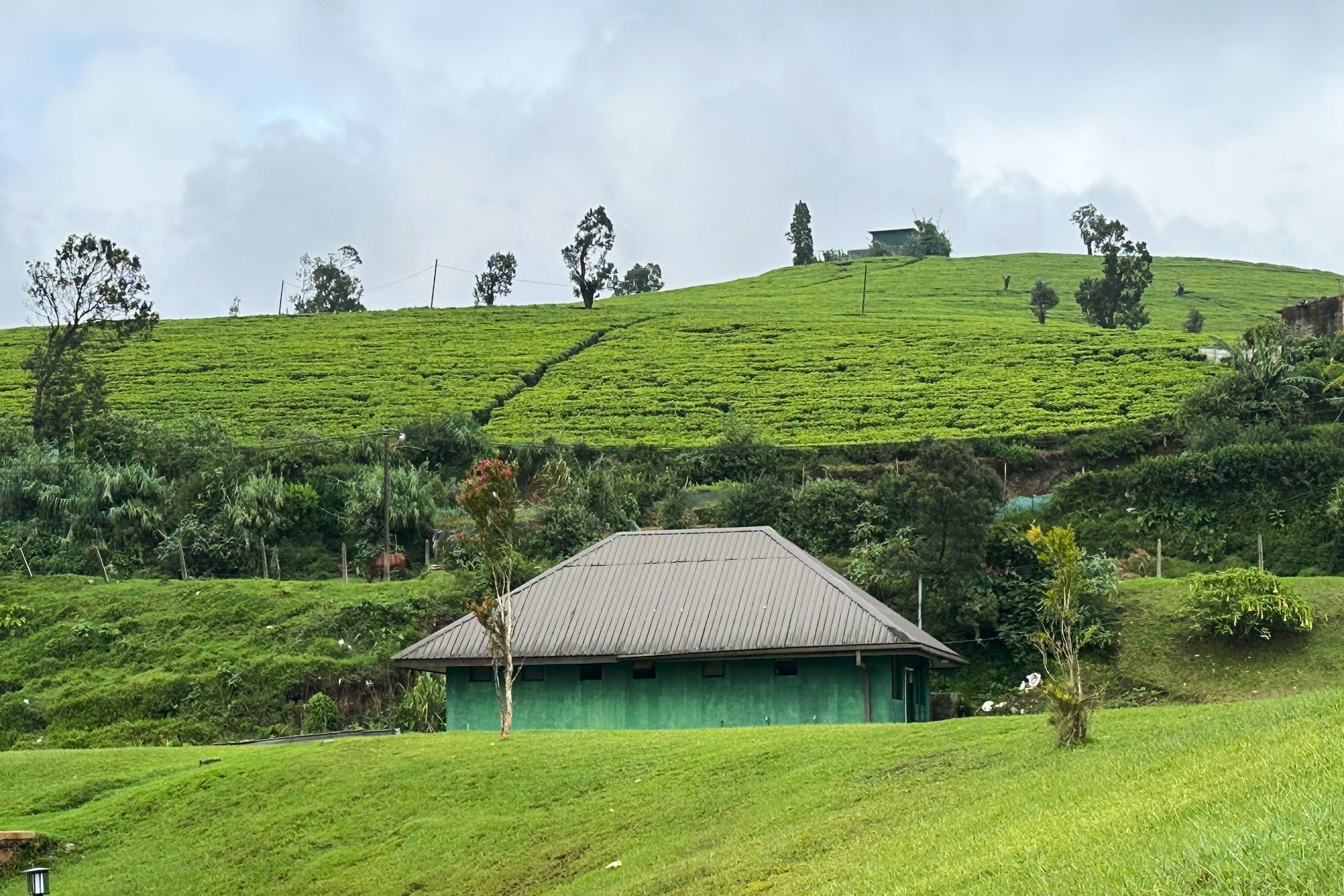 uz шри ланка 05 2025 (11).jpg