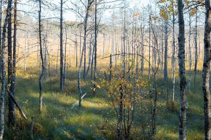 вид с экотропы «Сестрорецкое болото».jpg