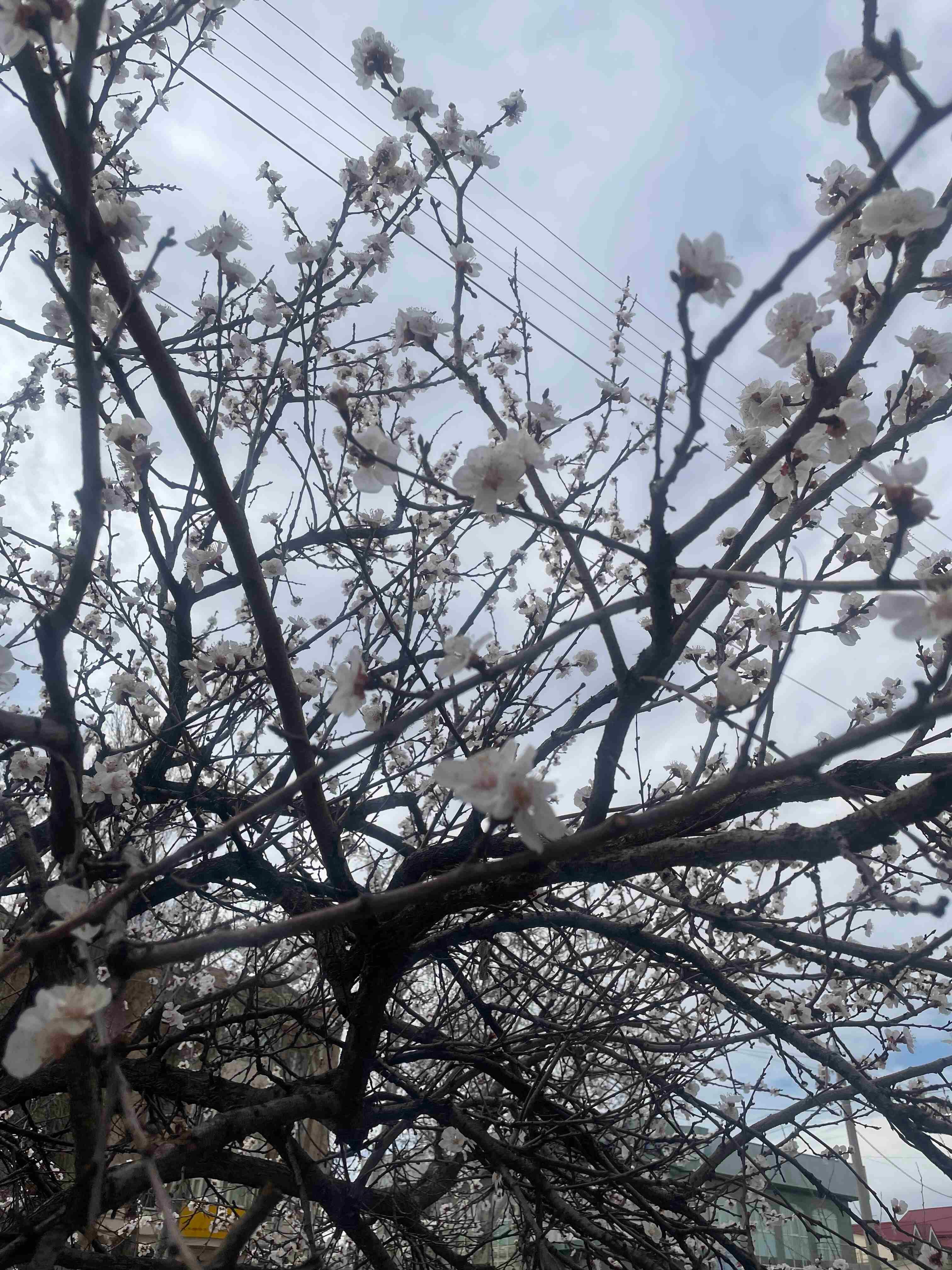 японский сад.jpg